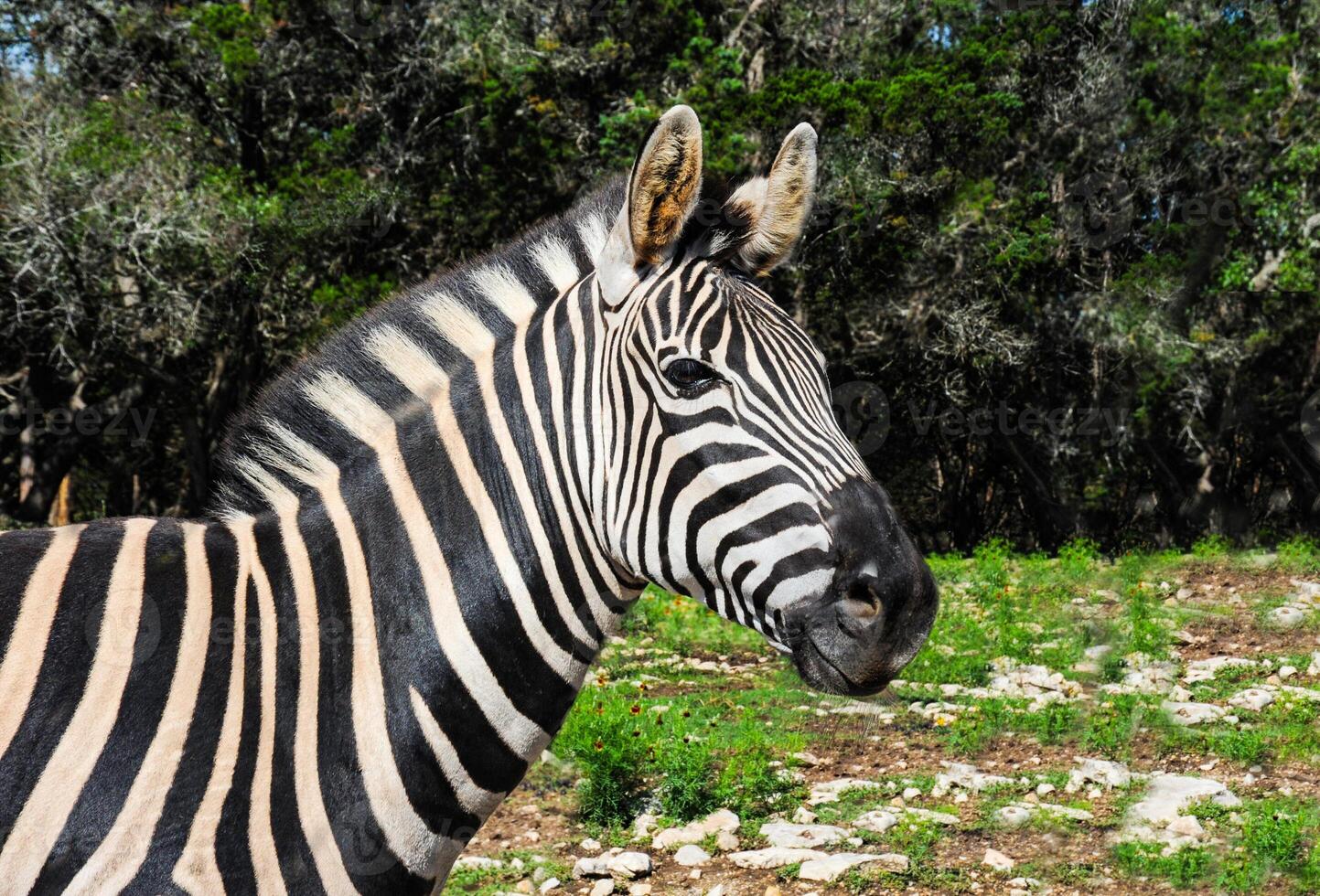 The distinctive black and white stripes of zebras make them one of the most identifiable members of the horse family. photo