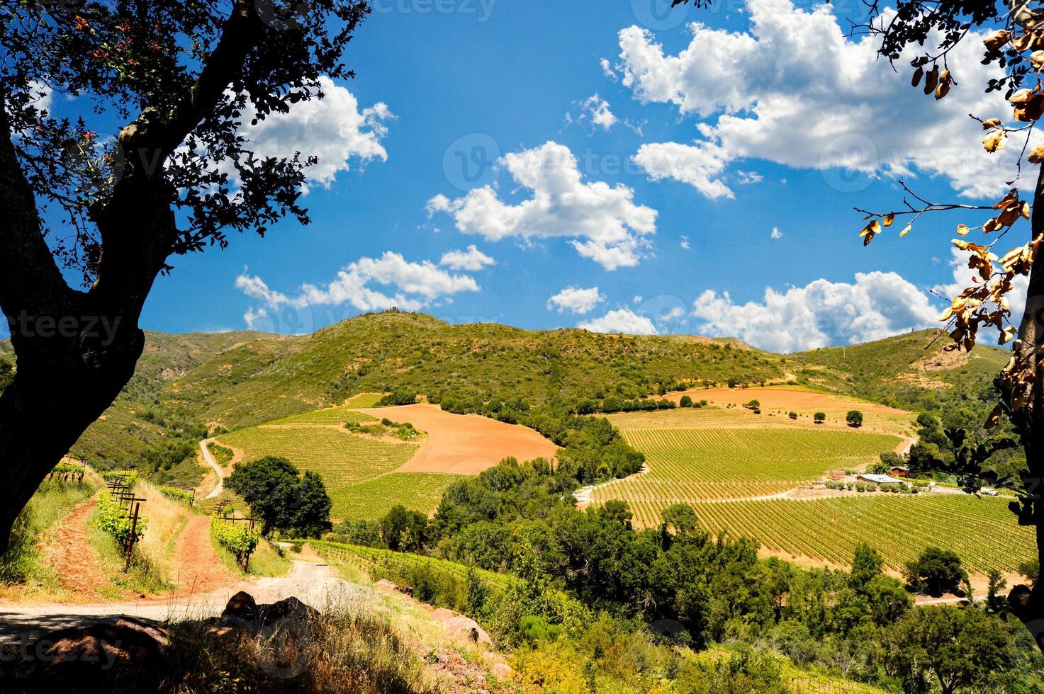 Known for its viniculture, Sonoma is a stunning region in Northern California with slopes covered with vineyards and wineries. photo