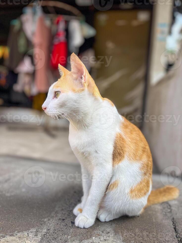 Domestic cat sitting photo