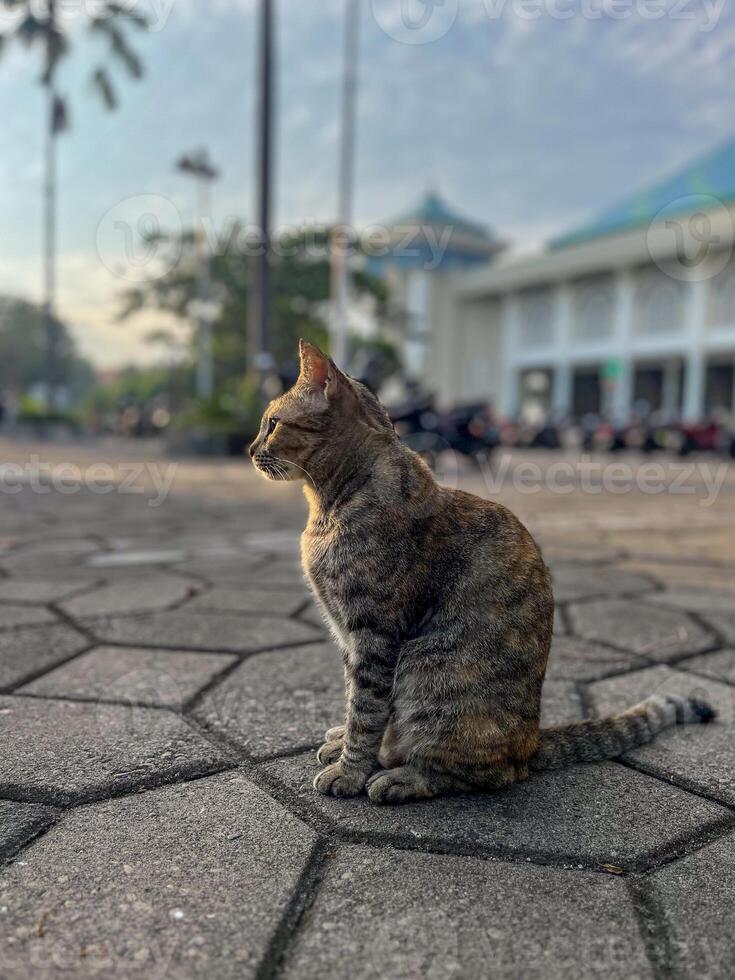 Domestic cat sitting photo