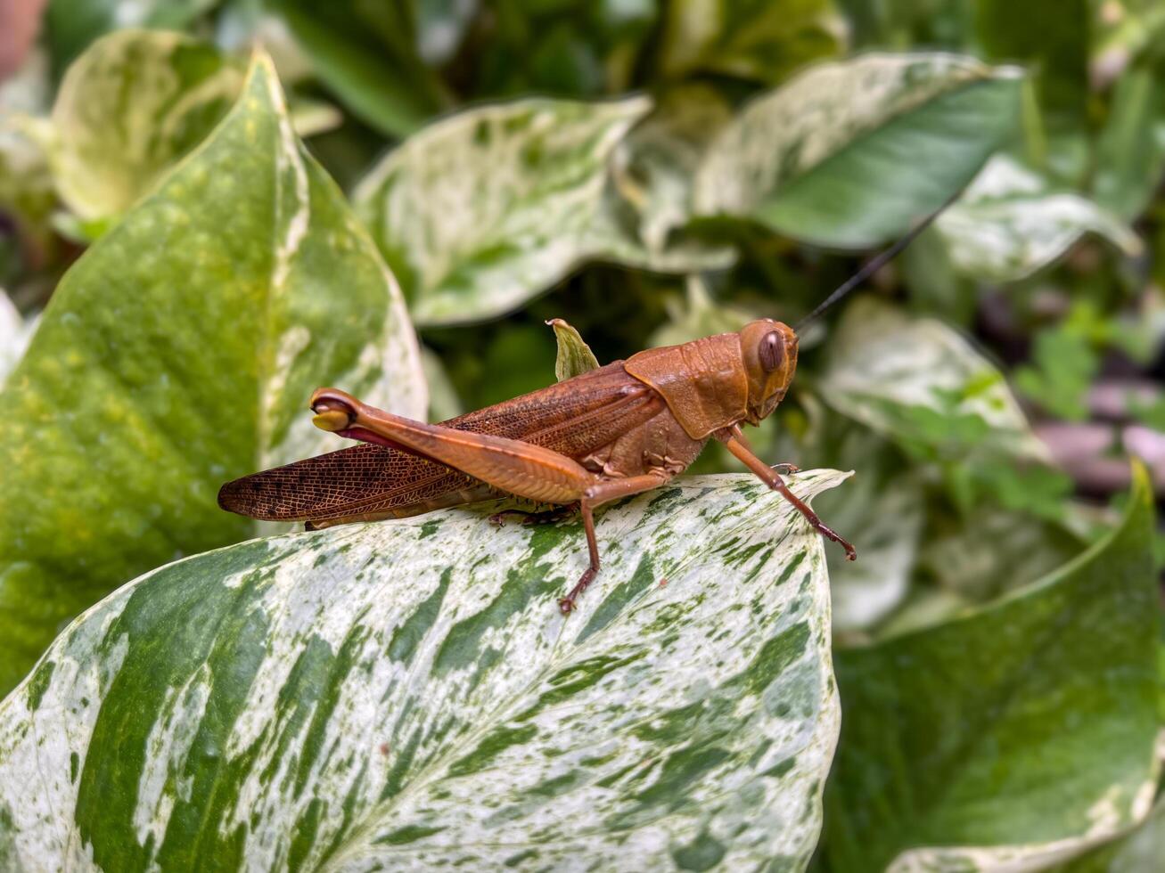 Beautiful grasshopper on natural green leaves background, closeup photo