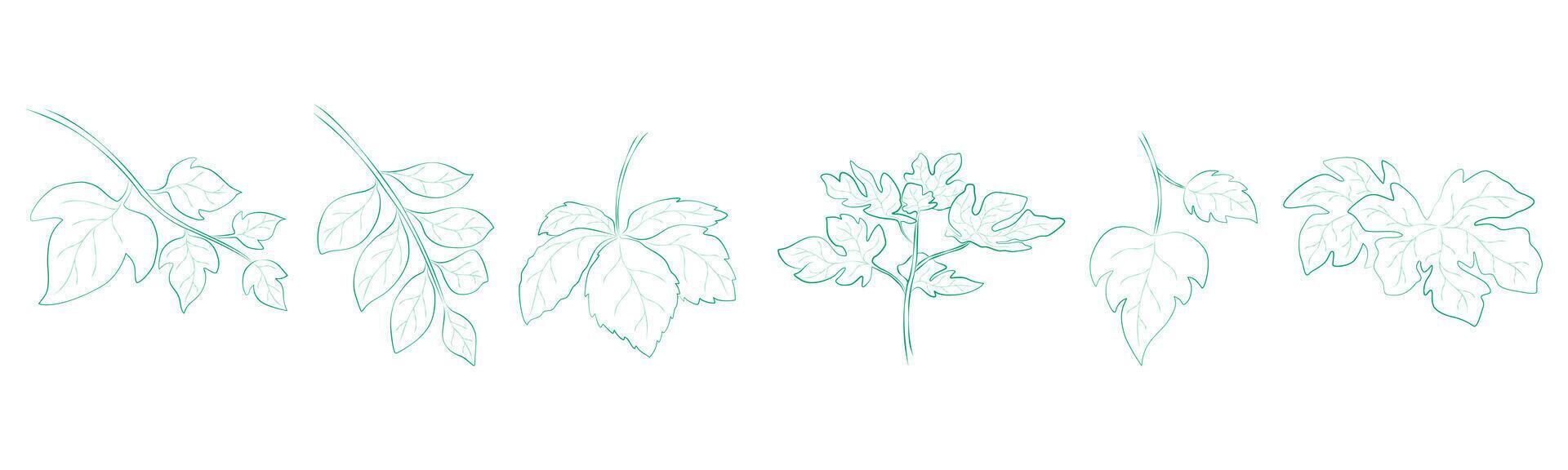 Leaf outline set that can be used in a variety of ways such as decorating cards, digital printing, fabric patterns, scrapbooking, paper patterns, sticker and more. vector