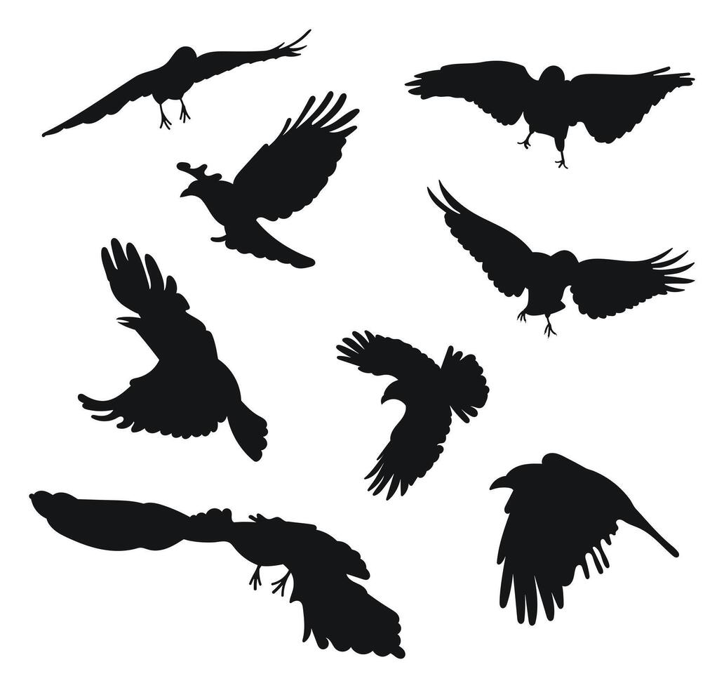 Raven, crow, corvus flight. Hover, soaring, landing, flying, flutter. Carrion crows in flight open wings vector