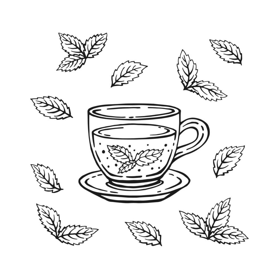 Set with glass cup tea, mint leaves. Hand drawn illustration in outline style. vector