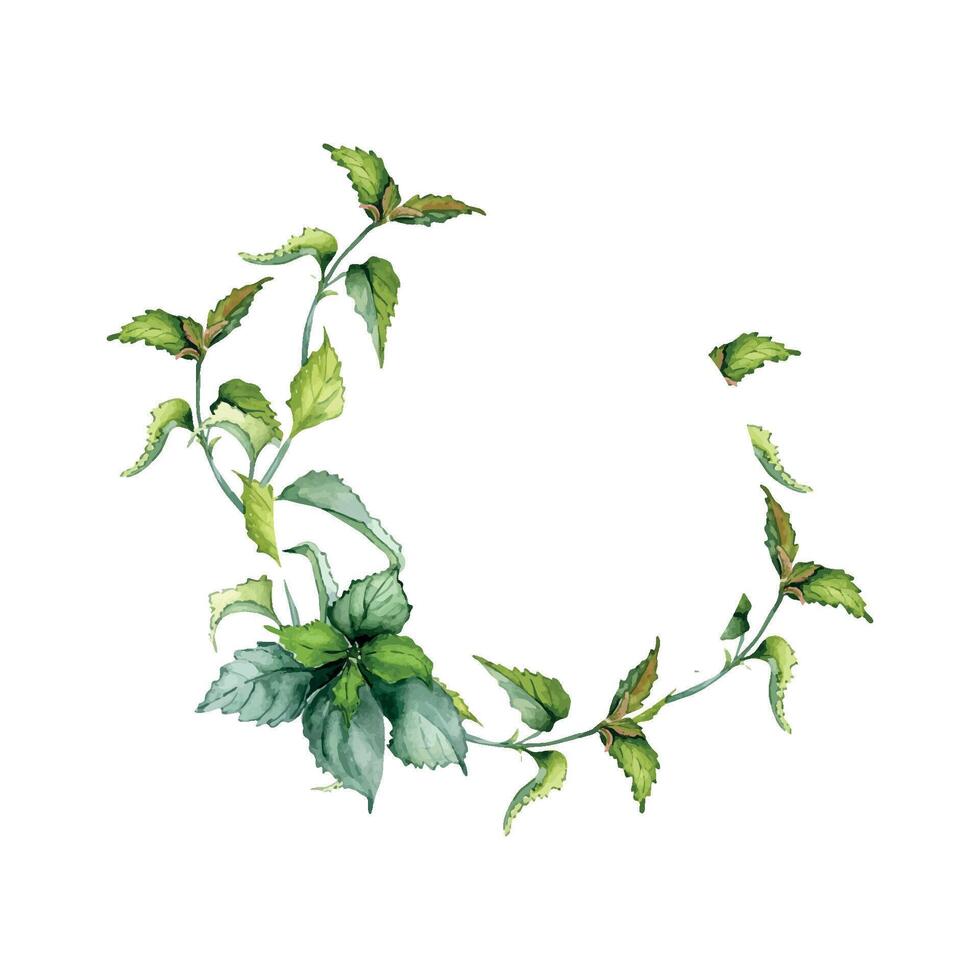 Circle frame of nettle stem herbal plant watercolor illustration isolated on white background. Wreath of Urtica dioica. Green leaves, useful herb hand drawn. Design for label, package, postcard vector