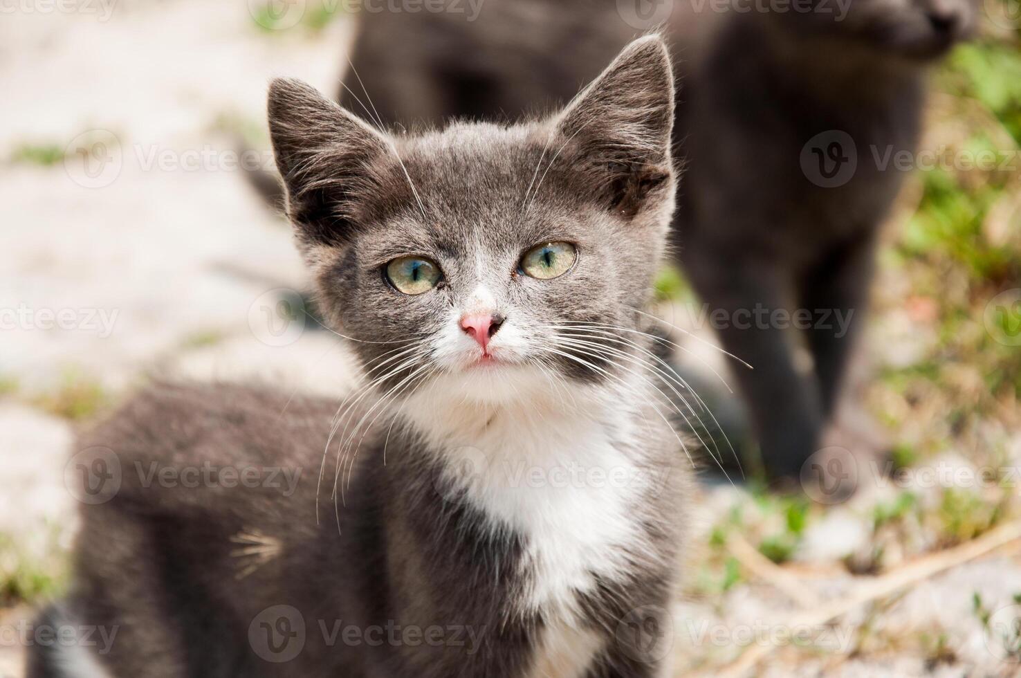 Small white-grey homeless cat with pink nose photo