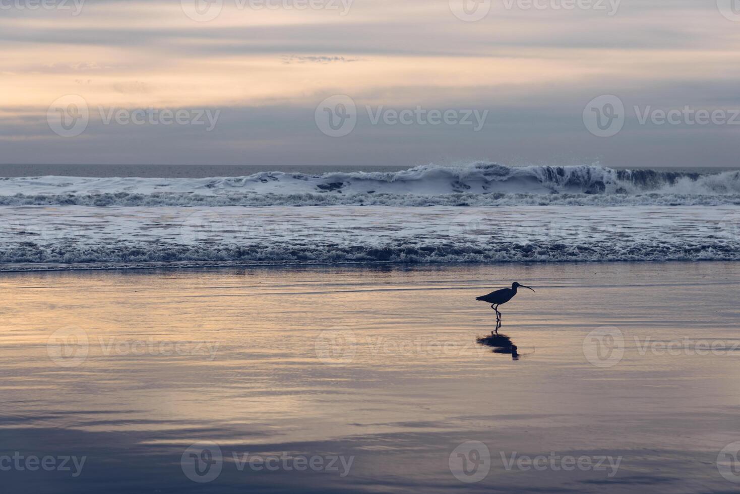 Bird's reflection on the wet beach during sunset photo