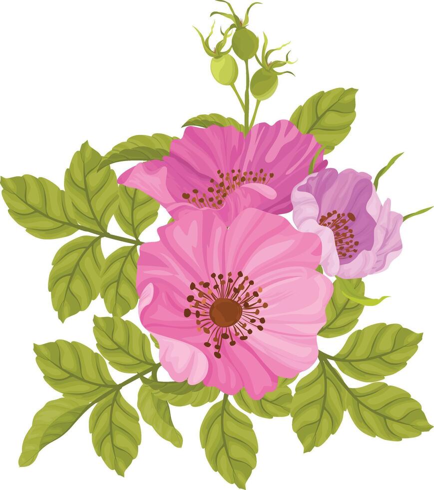 beautiful bouquet of wild roses, pink wild roses vector