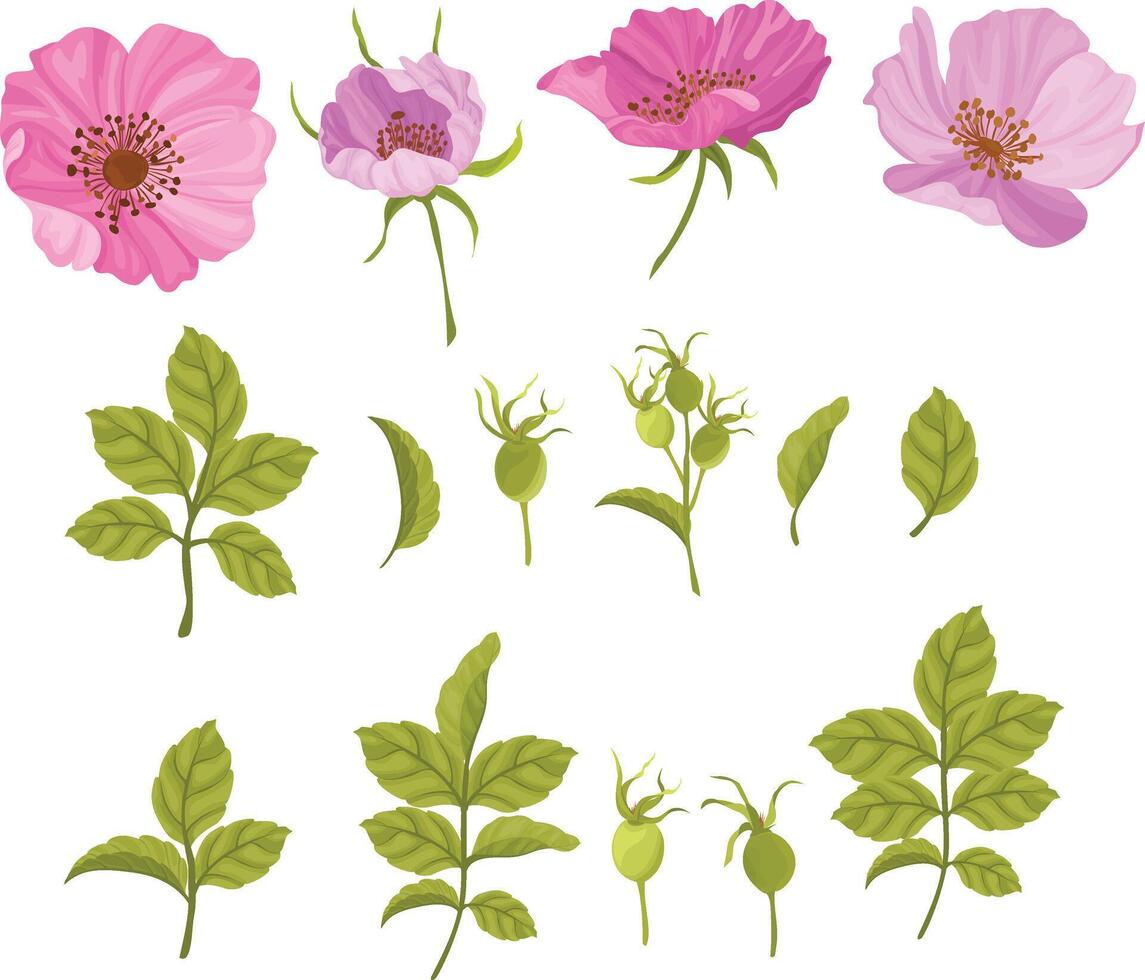 pink wild rose, flower set vector