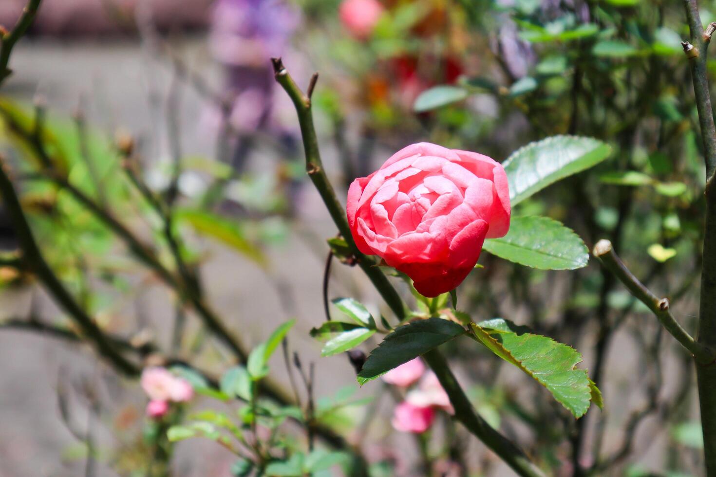 a close up of rosa chinensis plant photo