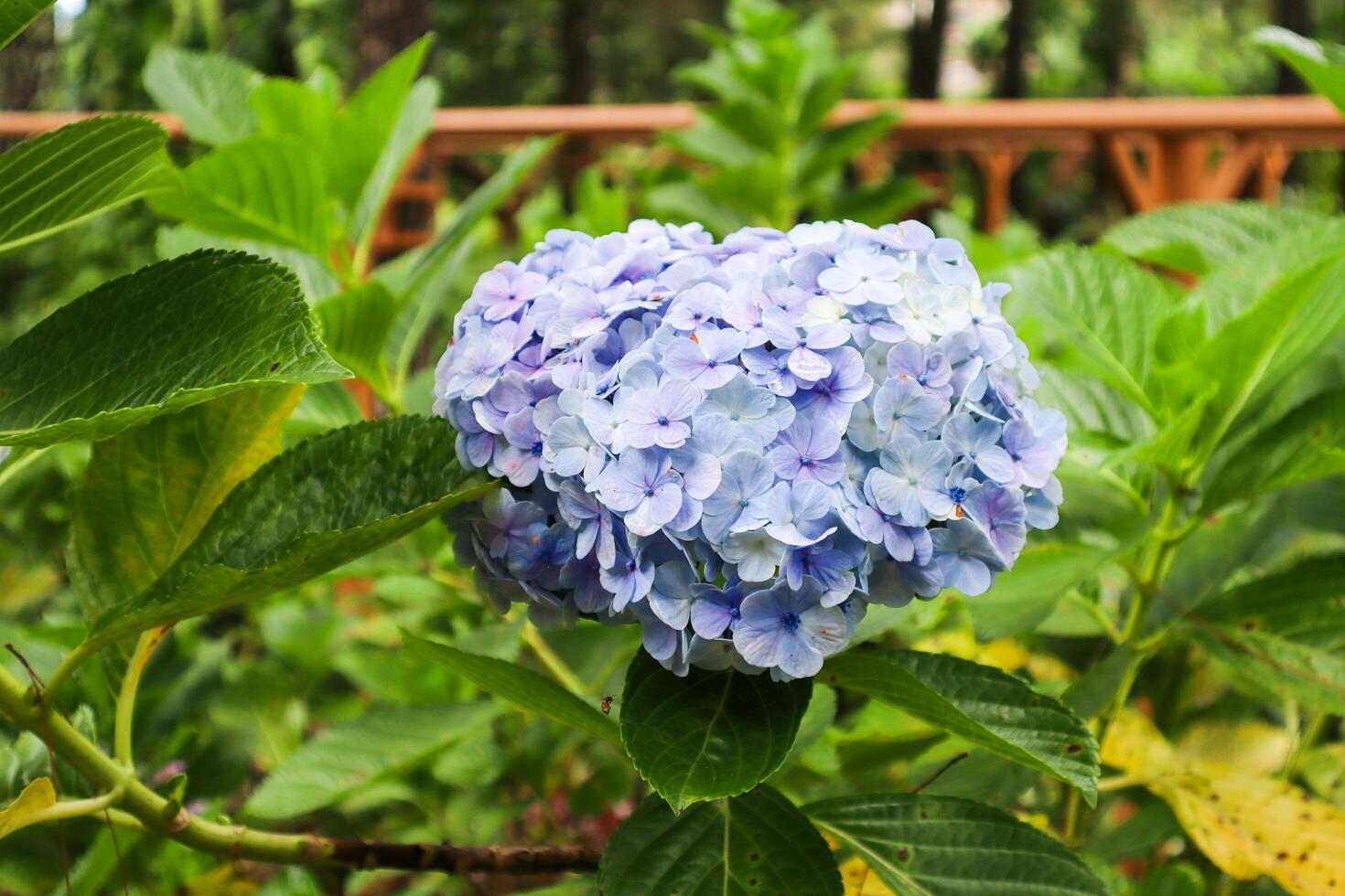 close up of hydrangea macrophylla plant photo