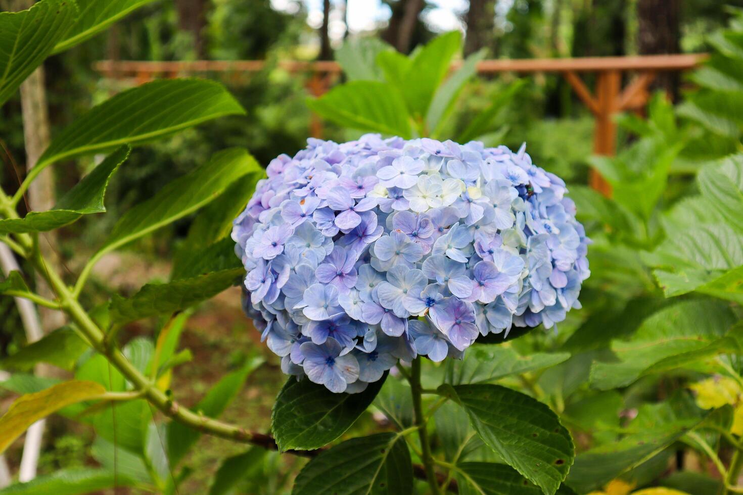 close up of hydrangea macrophylla plant photo