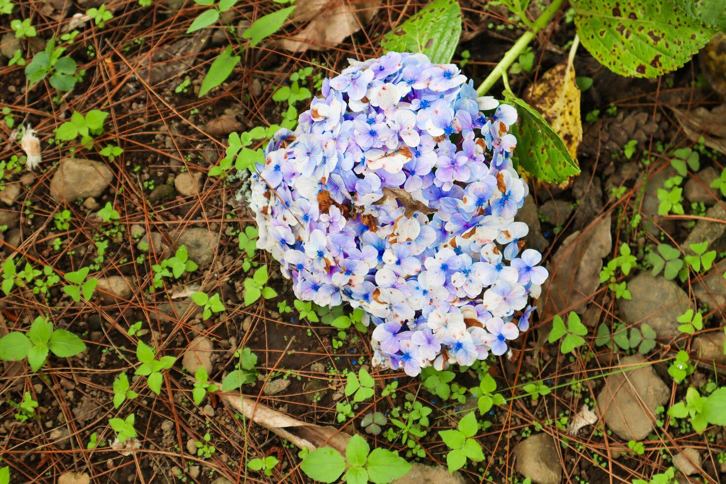 close up of hydrangea macrophylla plant photo