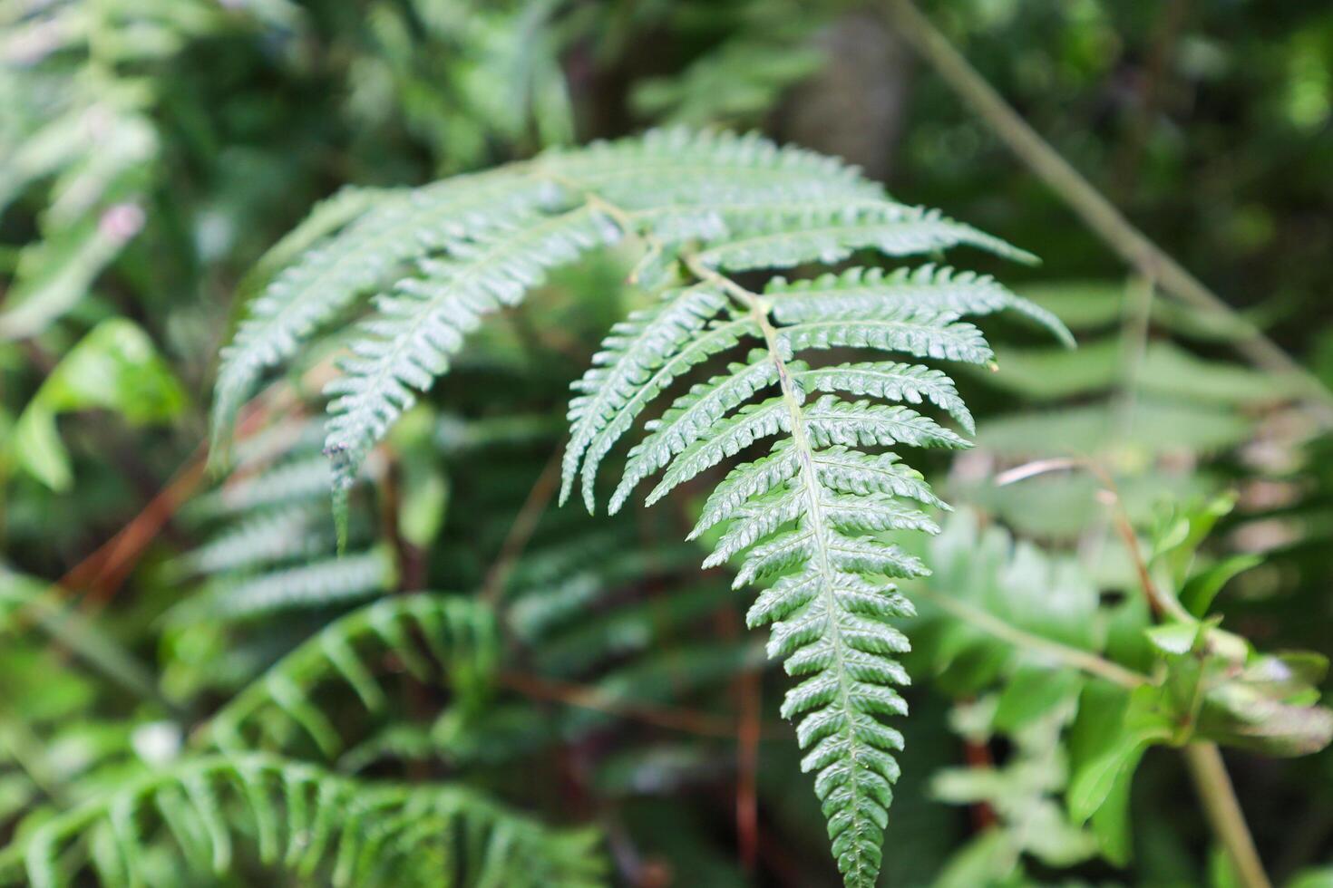 close up of green fern leaves photo