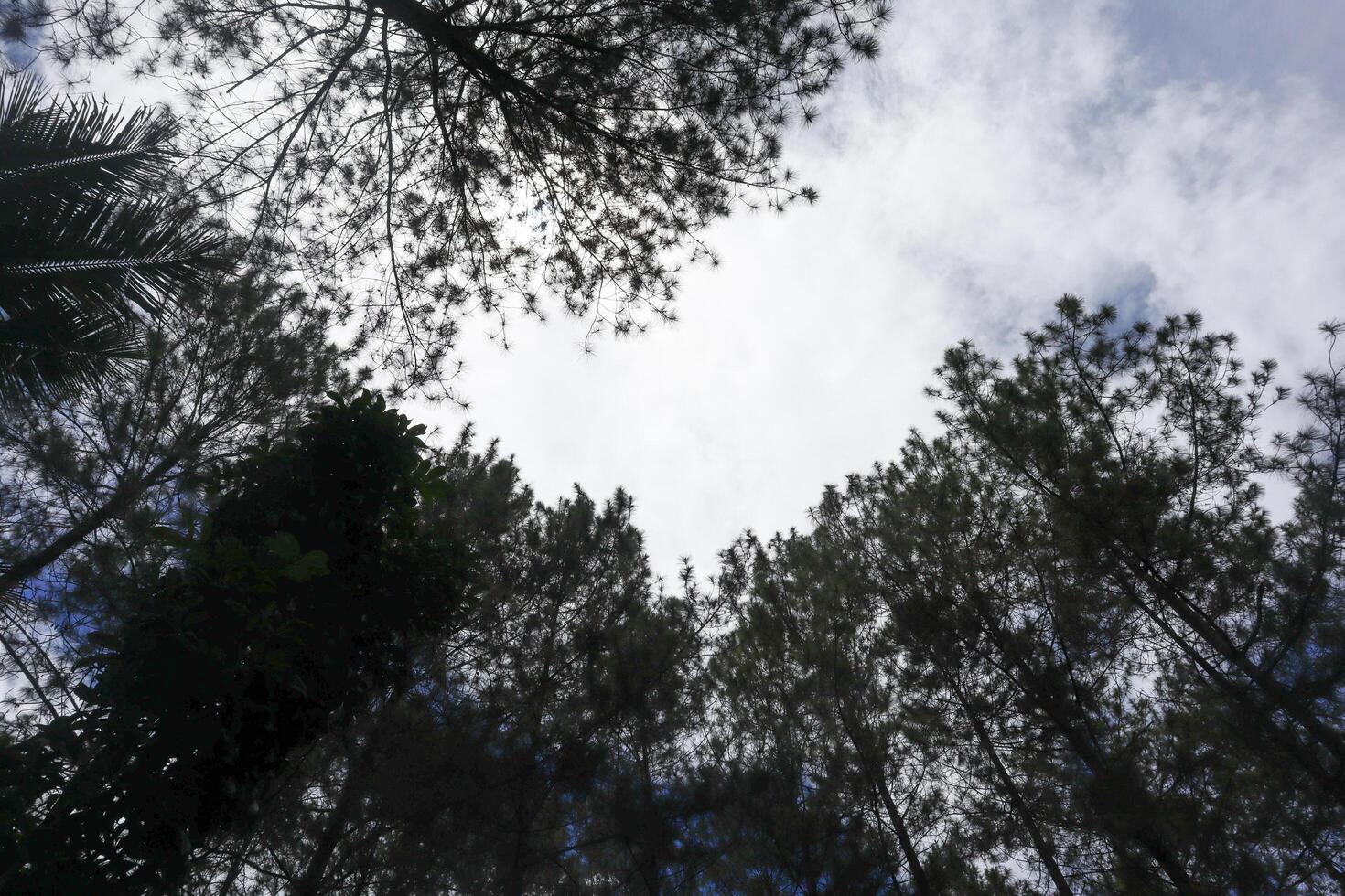 view of sky from inside forest photo