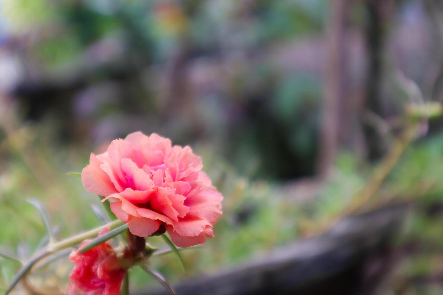 Portulaca grandiflora is a succulent flowering plant in the purslane family Portulacaceae photo