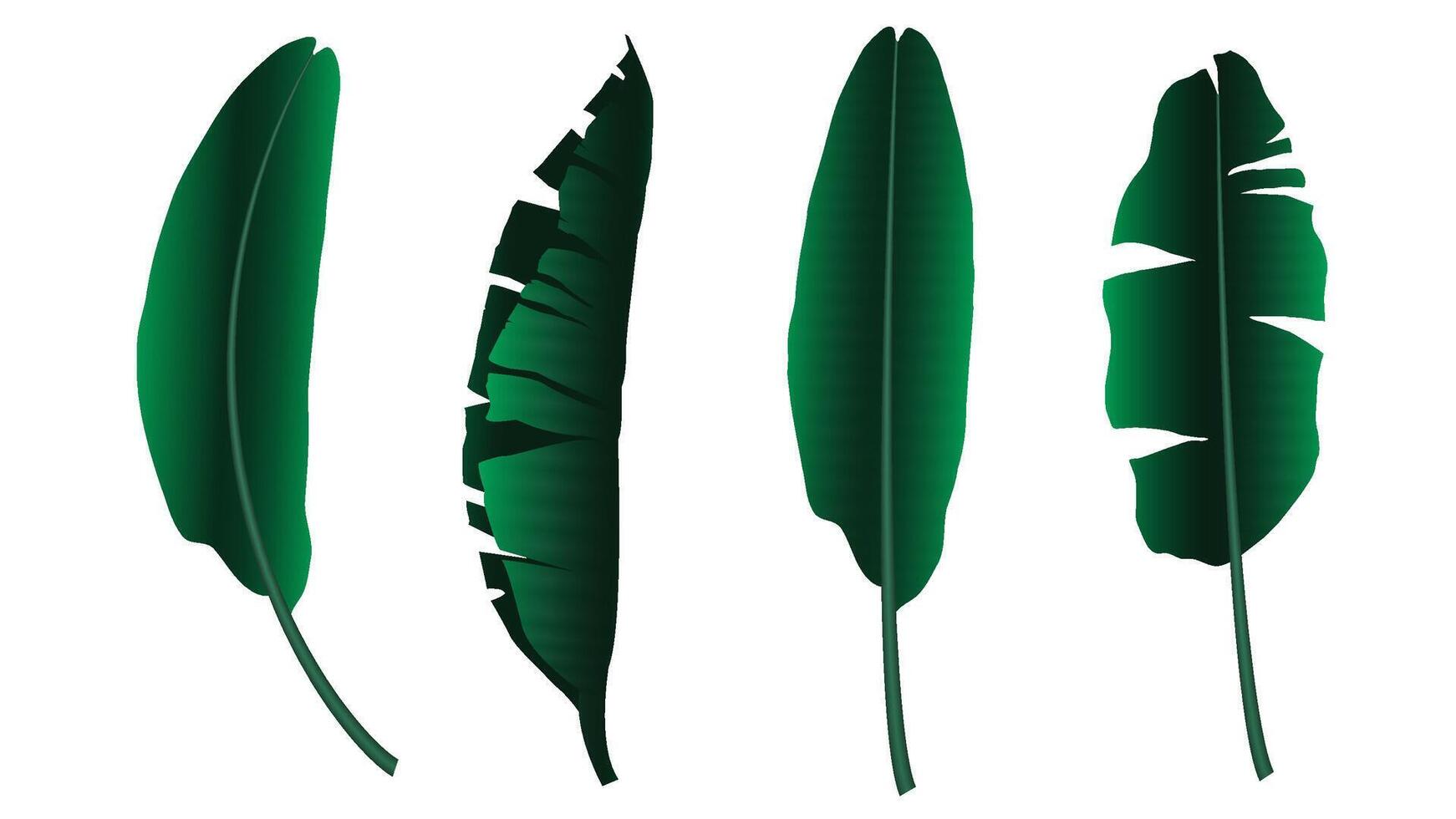 Banana leaves isolated. Used for decoration, advertising design, websites or publications, banners, posters and brochures. vector