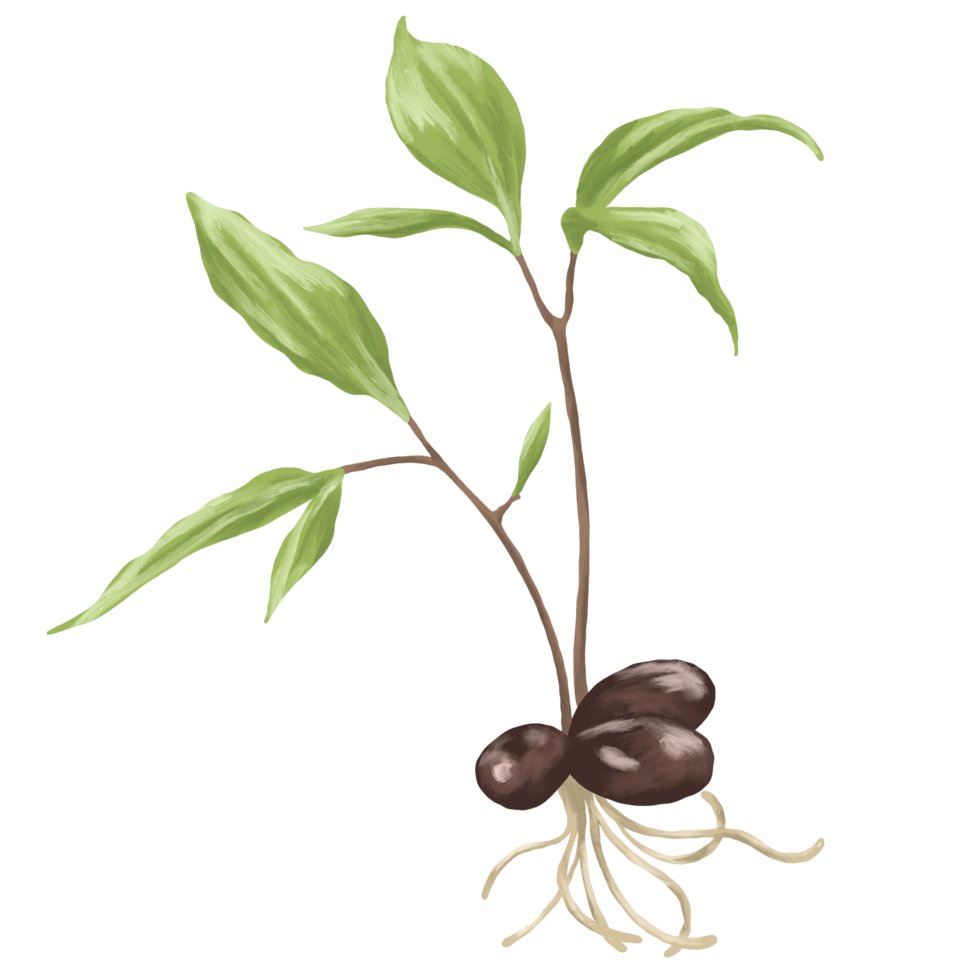 Seed sprout botanical illustration png