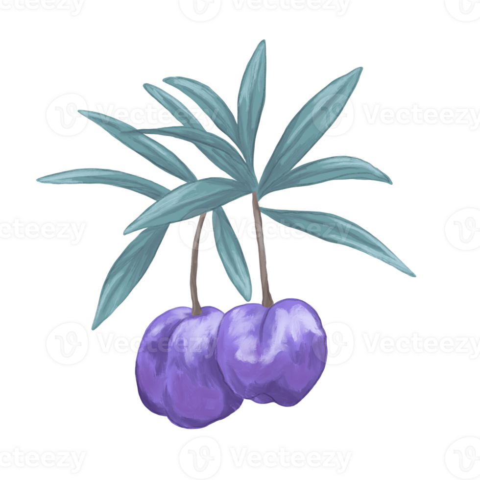 appleberry fruit painting botanical illustration png