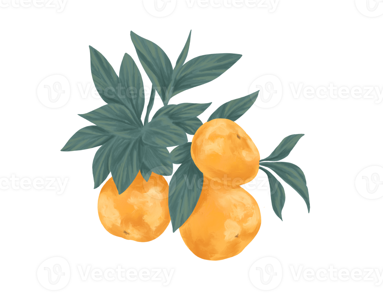 orange fruit painting botanical illustration png