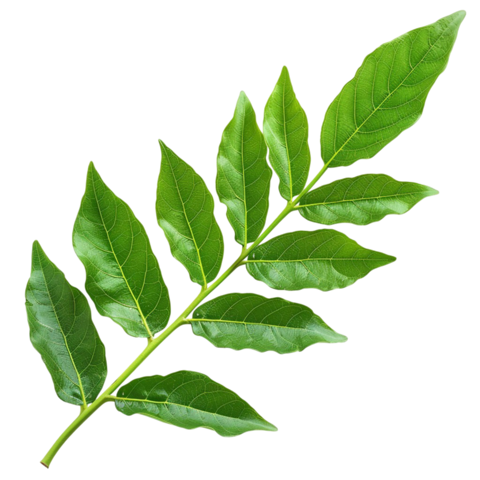 A green leaf on a transparent background. png