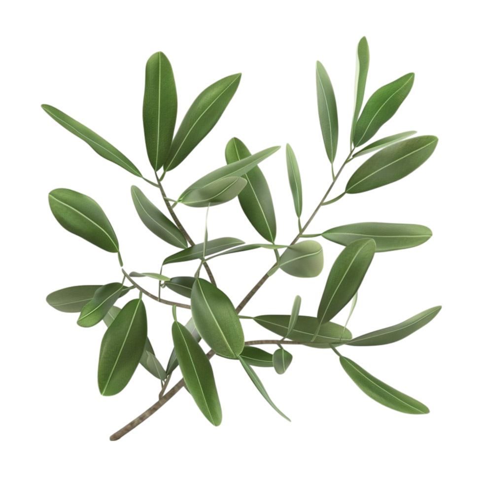 Olive branch with leaves on a transparent background. png