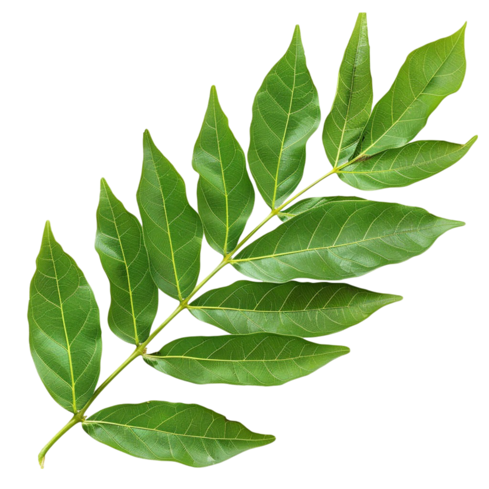 A green leaf on a transparent background. png