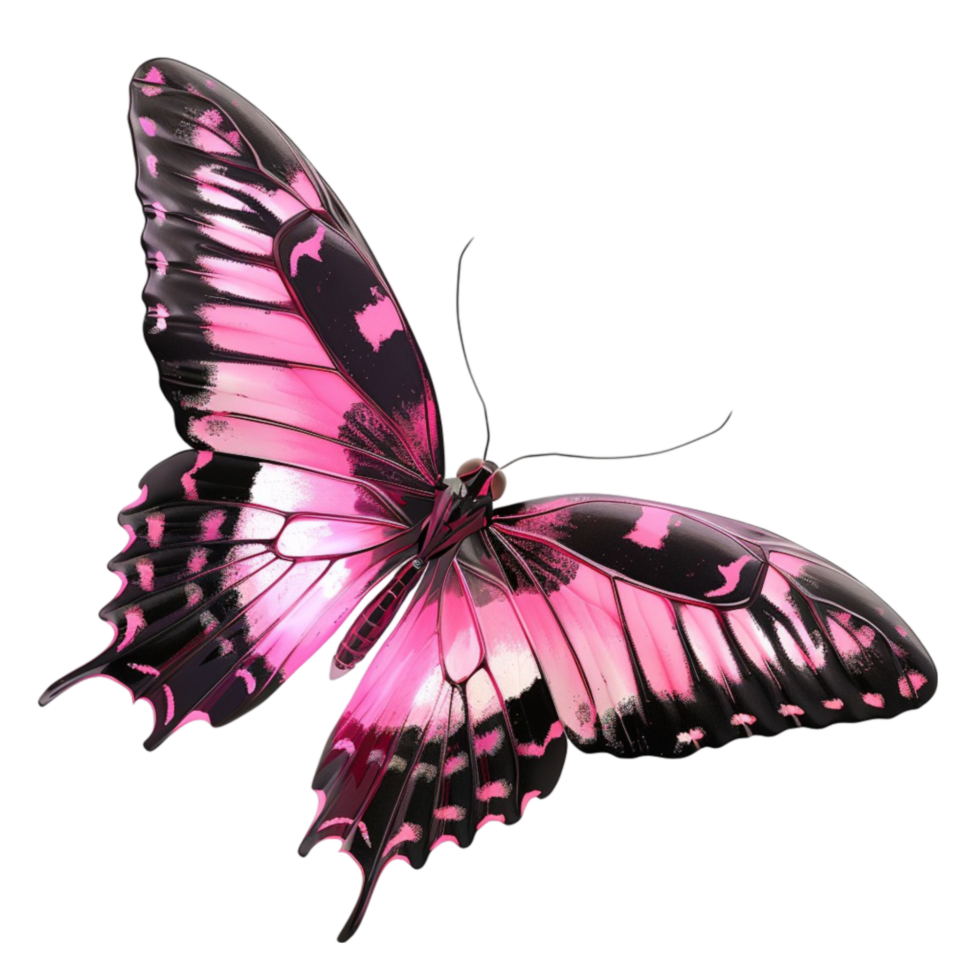 Pink butterfly with black wings on transparent background png