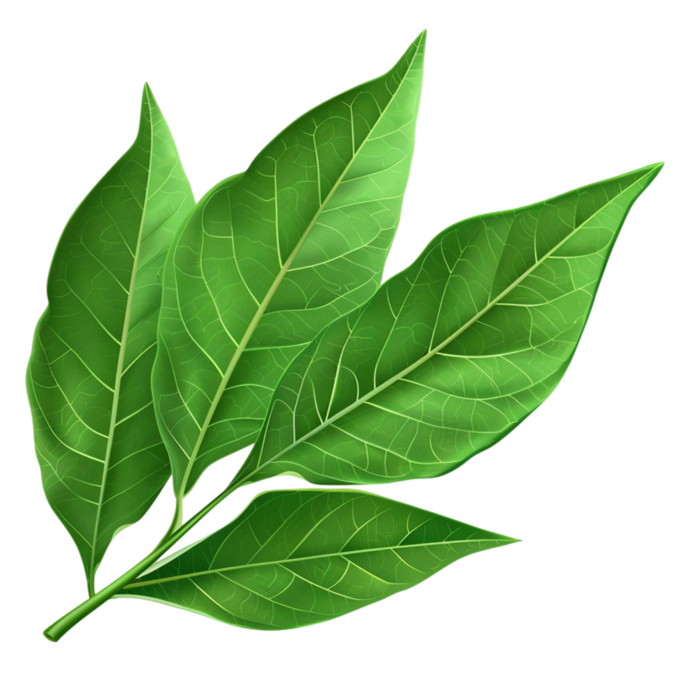 green leaves picture png
