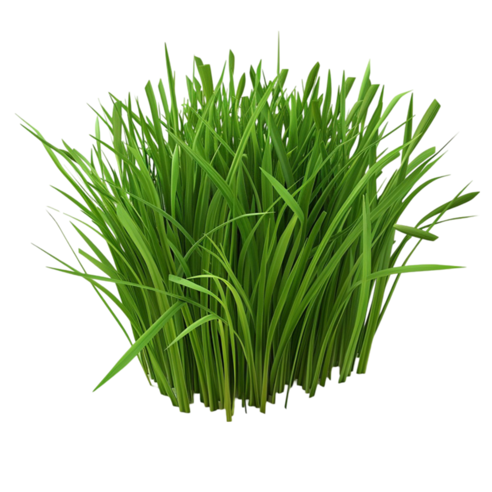 grass grass 3d illustration on transparent background. png