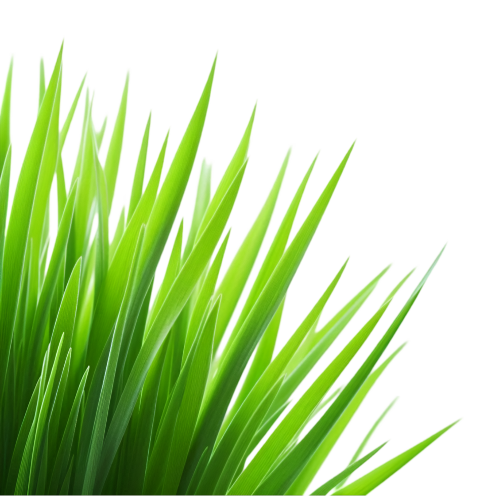 Green grass on transparent background png