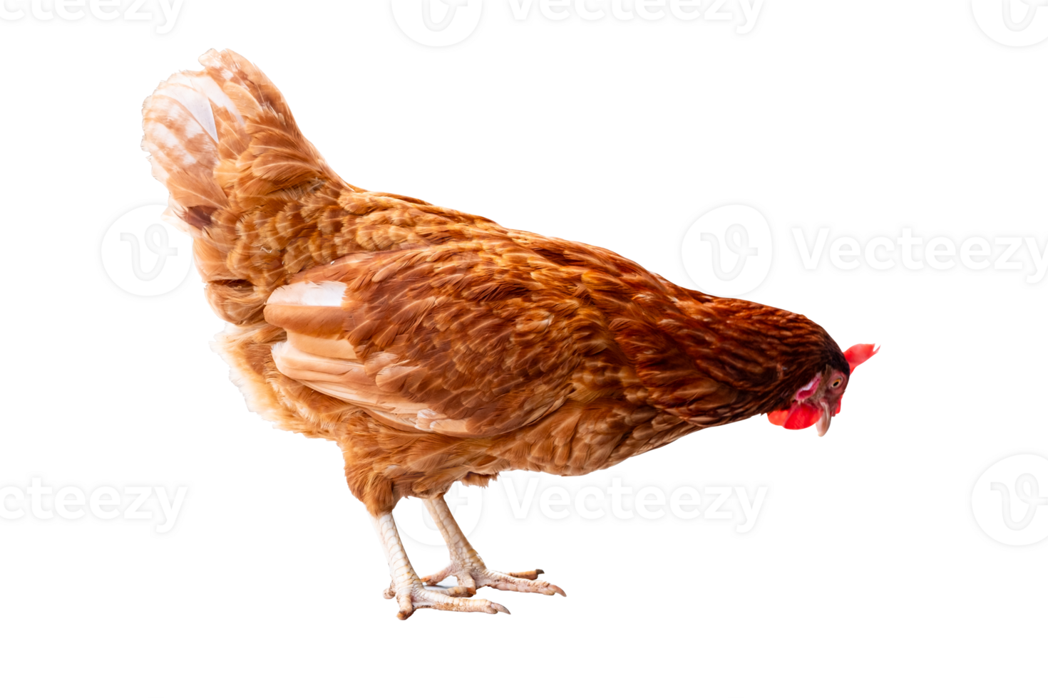 Chicken, Full body of brown chicken hen standing isolated on transparent background, Laying hens farmers concept, File png