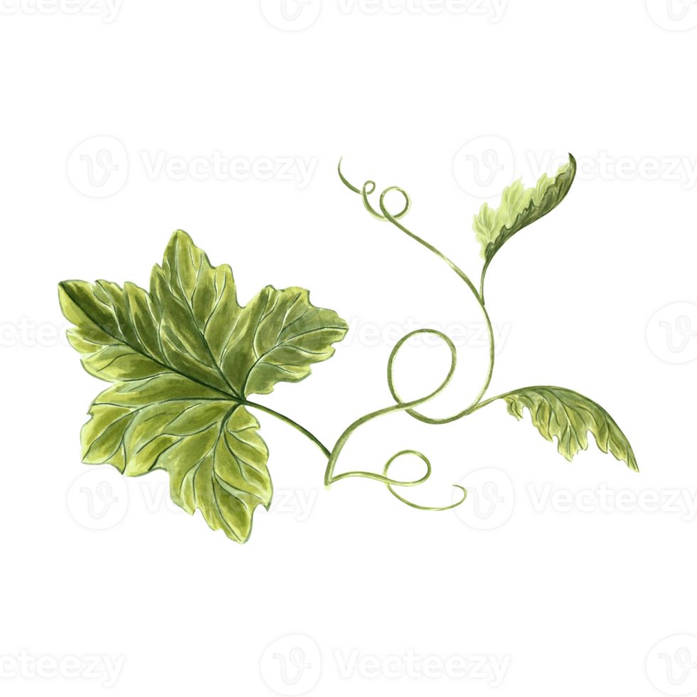 Leaves of pumpkins and tendrils plant. Hand drawn watercolor botanical illustration. Isolated greenery of vegetables. Grape vine or liana creeper. Clip art for invitations, cards, textile, wrapping. png