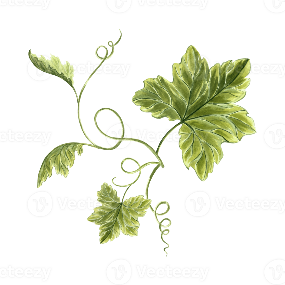 Leaves of pumpkins and tendrils plant. Hand drawn watercolor botanical illustration. Isolated greenery of vegetables. Grape vine or liana creeper. Clip art for invitations, cards, textile, wrapping. png