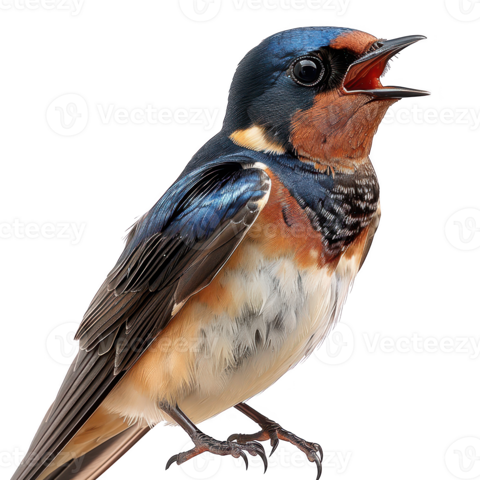 Close-up of a barn swallow perched on a branch, displaying vibrant blue and orange plumage while singing. png