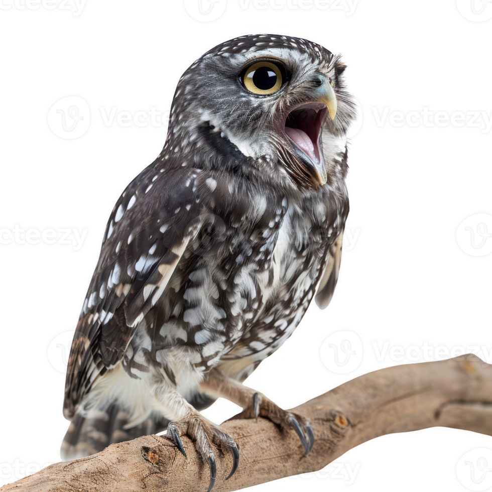 Owl with wings spread wide, soaring gracefully 44650626 PNG