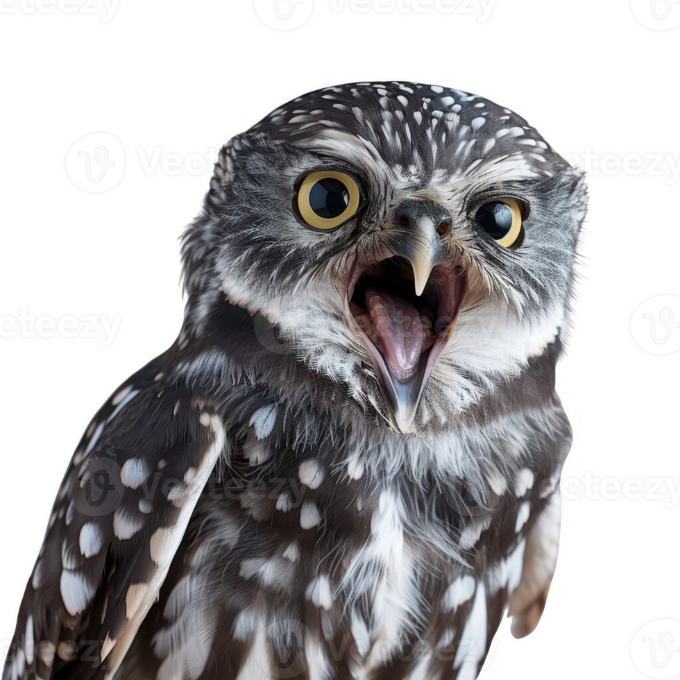 Barking Owl with Beak Open png