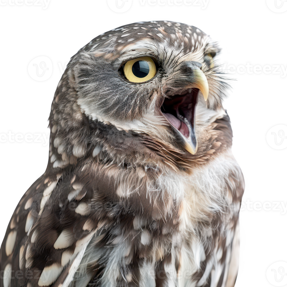 Barking Owl with Beak Open png