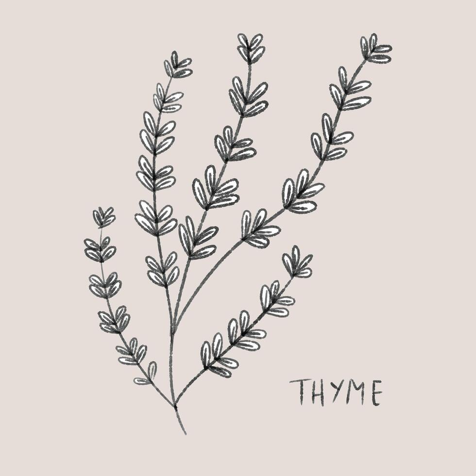 Thyme herb doodle front view. Illustration wildflower line art. Hand drawing thyme element for poster design, card, logo, etc. thyme icon. vector