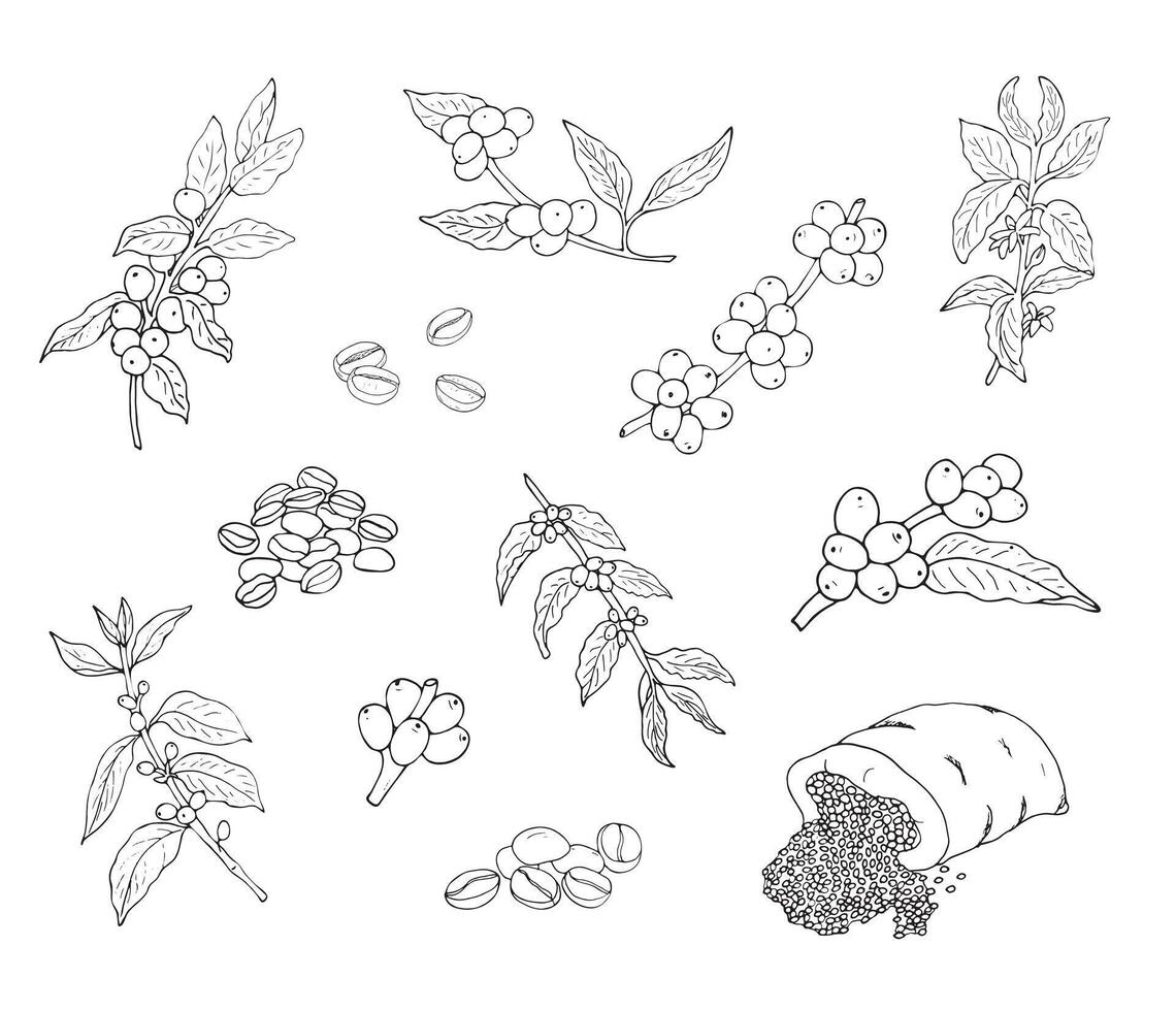 Hand-drawn coffee branches with leaves, beans, and beans in a bag. botanical elements set. Coffee plant. Branch with coffee beans. vector