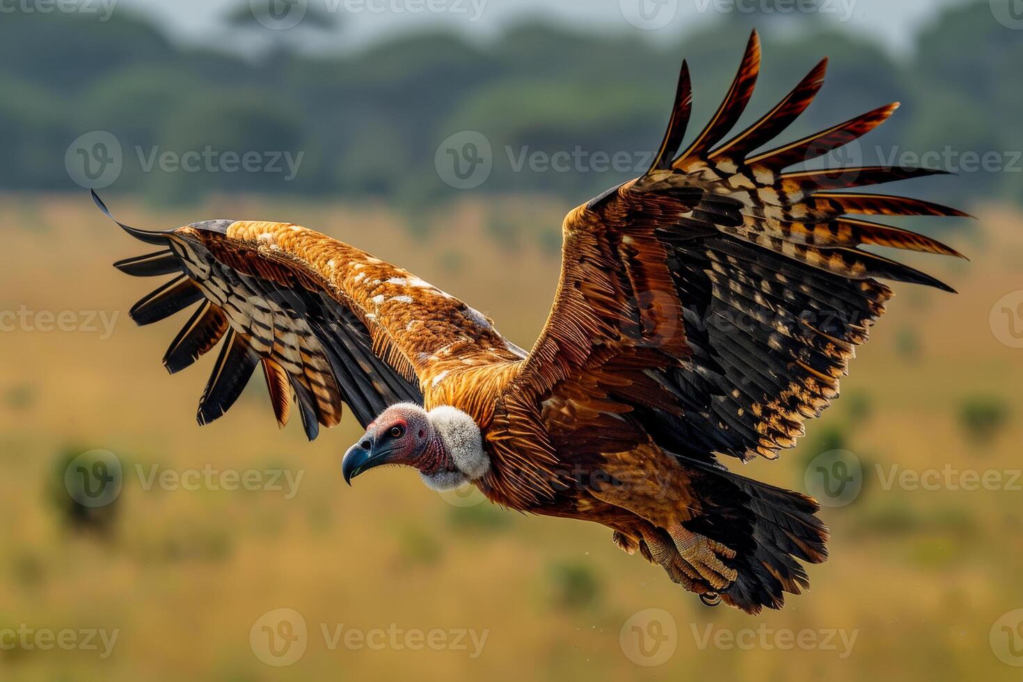Large vulture flies over field with its wings spread wide. photo
