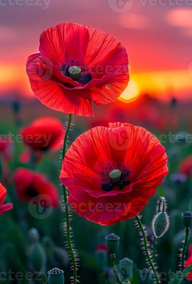 Red poppies in the field in evening light. beautiful nature background in the summertime photo