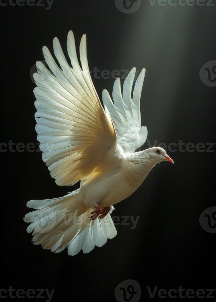 Free flying white dove isolated on black background photo