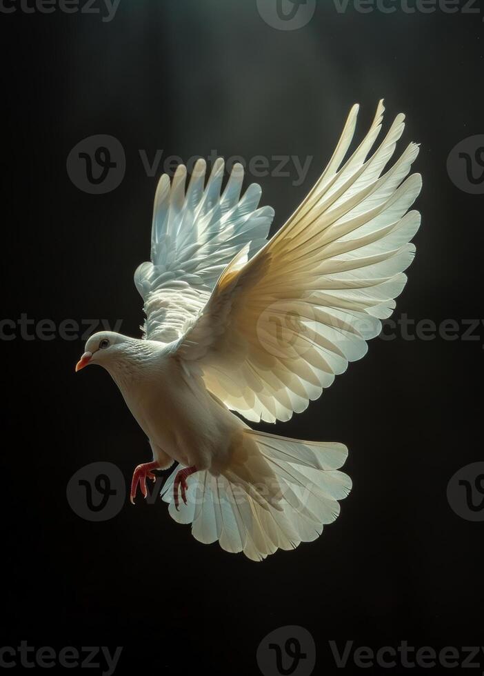 Free flying white dove isolated on black background photo