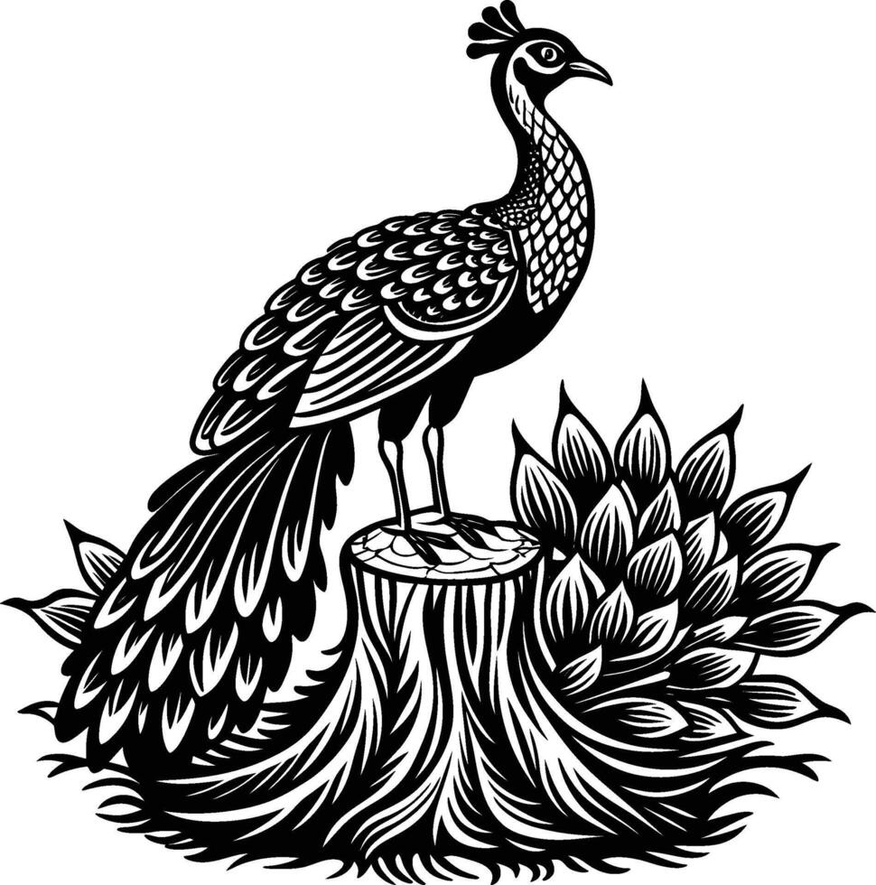 black and white peacock illustration vector