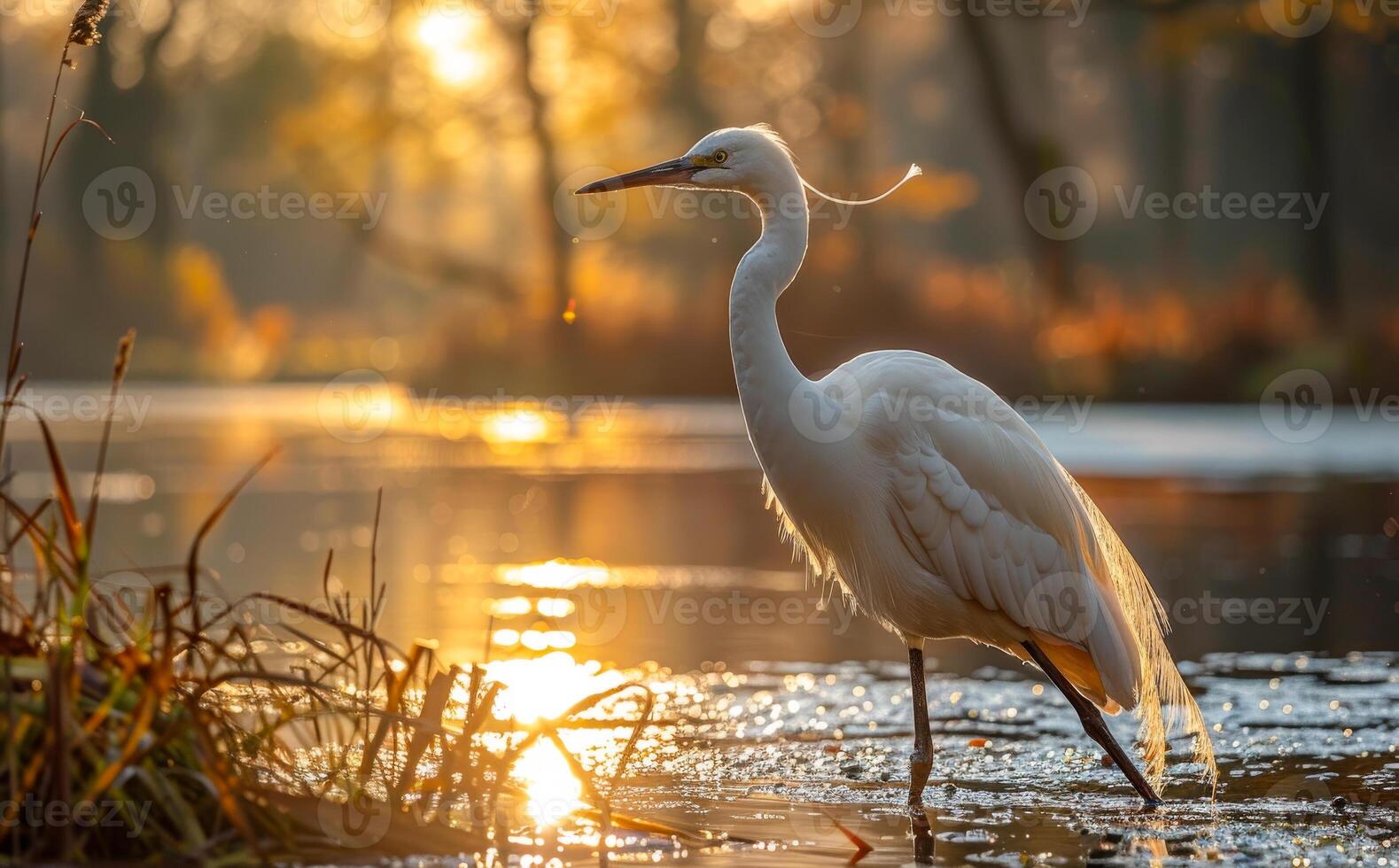 Great Egret standing in the water at sunrise photo