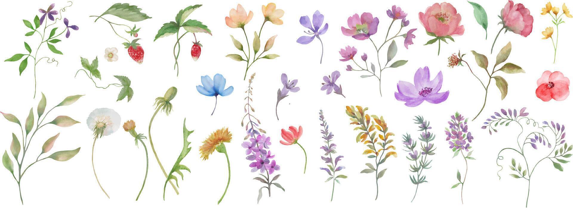 Watercolor floral set. Hand drawn illustration isolated on white background. vector