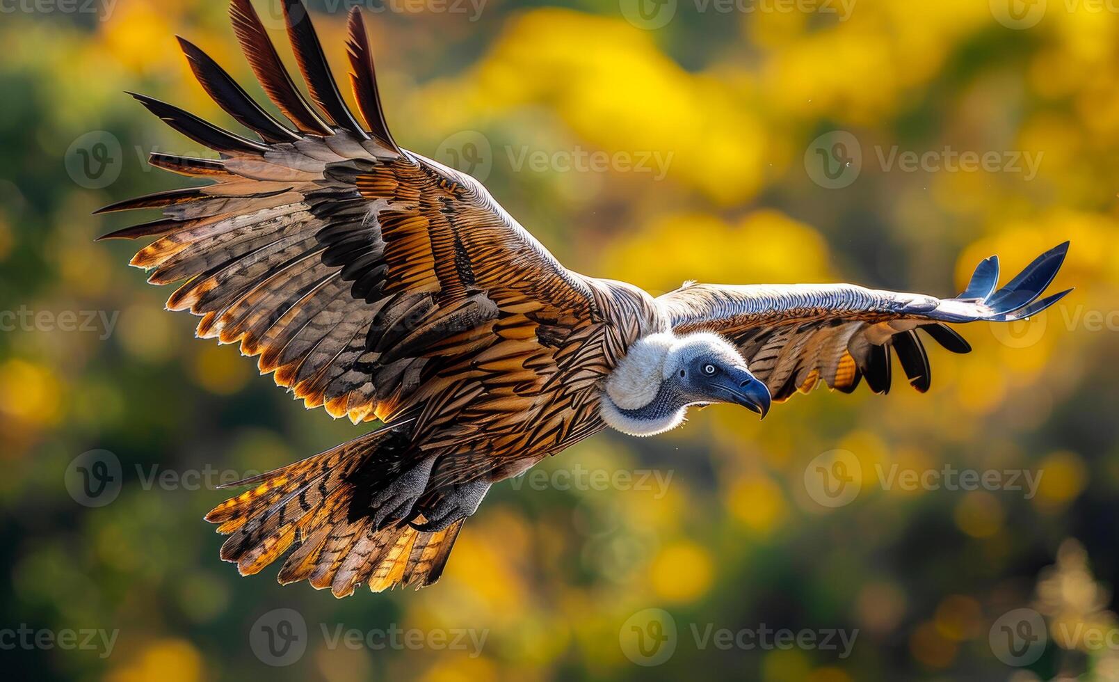 Griffon vulture flying in the sky with wings spread photo