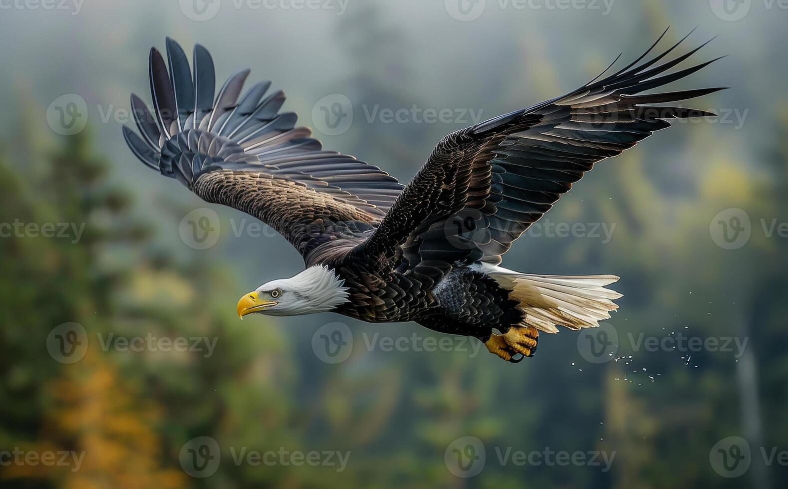 Bald Eagle flying low over forest photo