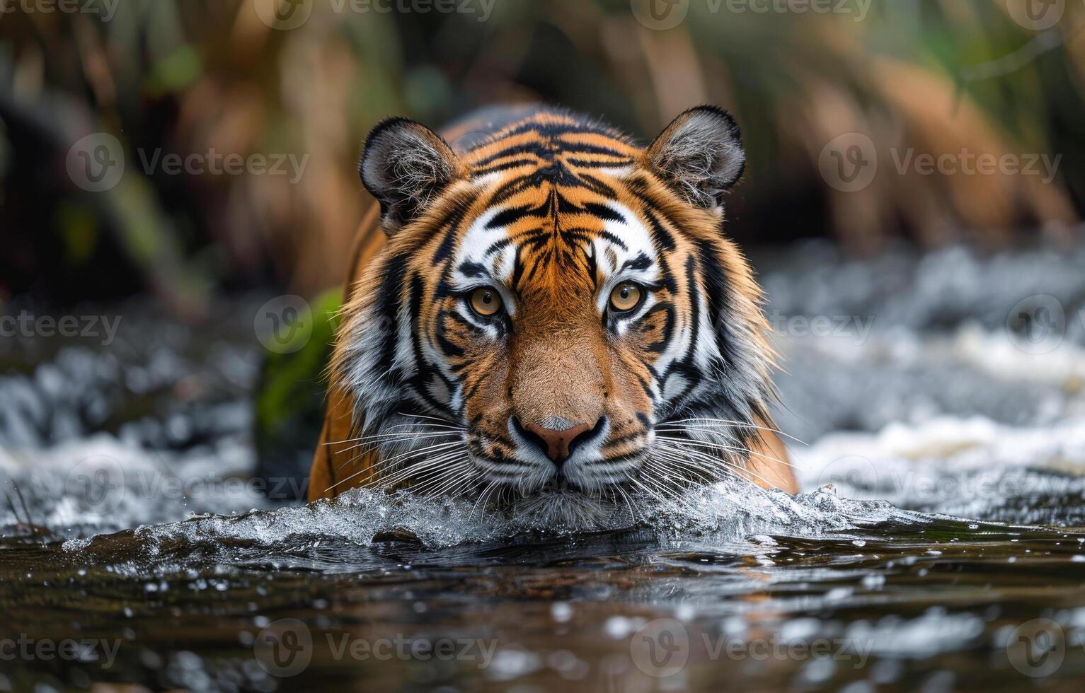 A Siberian tiger runs in the water right in front of the camera, with water splashing around it photo